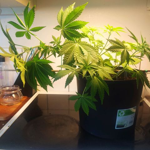 Auto Nordic Blueberry  growlog photo: LST!