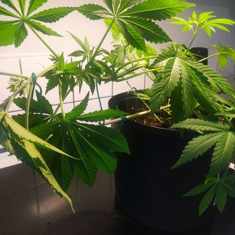 Auto Nordic Blueberry  growlog photo: LST!