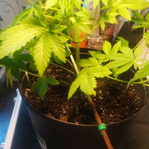 Auto Nordic Blueberry  growlog photo: LST!
