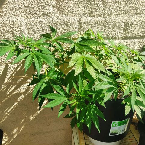 Auto Nordic Blueberry  growlog timeline photo