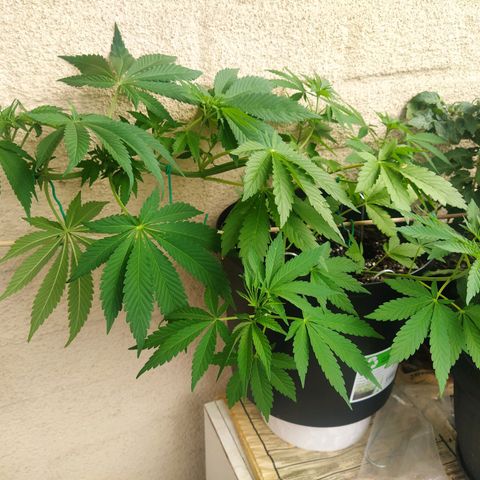 Auto Nordic Blueberry  growlog timeline photo