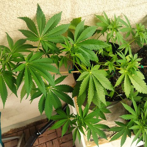 Auto Nordic Blueberry  growlog timeline photo