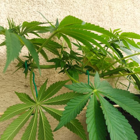 Auto Nordic Blueberry  growlog timeline photo