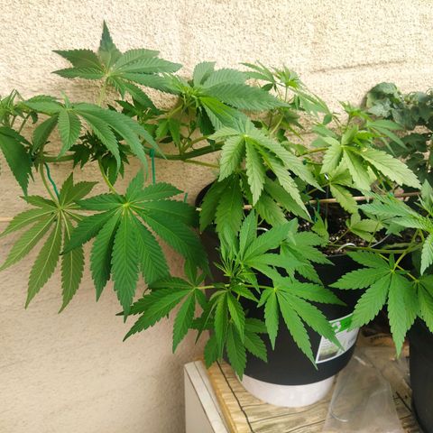 Auto Nordic Blueberry  growlog timeline photo