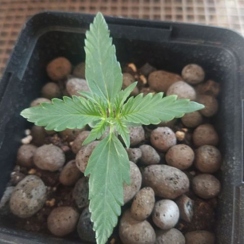 CriticalxG Cut growlog timeline photo