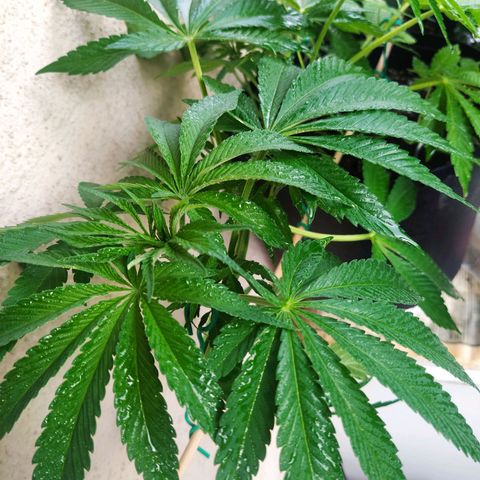 Auto Nordic Blueberry  growlog timeline photo