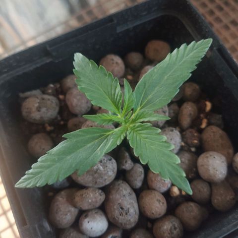 CriticalxG Cut growlog timeline photo