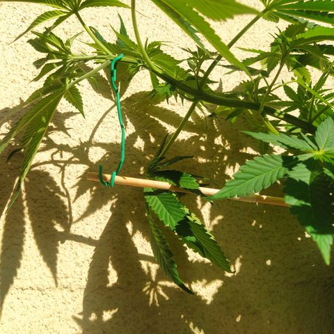 Auto Nordic Blueberry  growlog photo: This mf, still streching. No preflowers. 