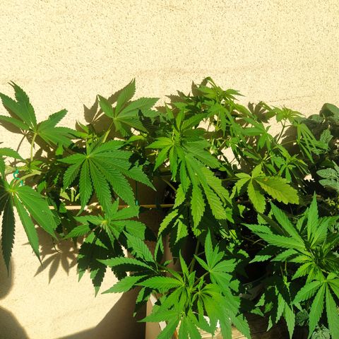 Auto Nordic Blueberry  growlog photo: This mf, still streching. No preflowers. 