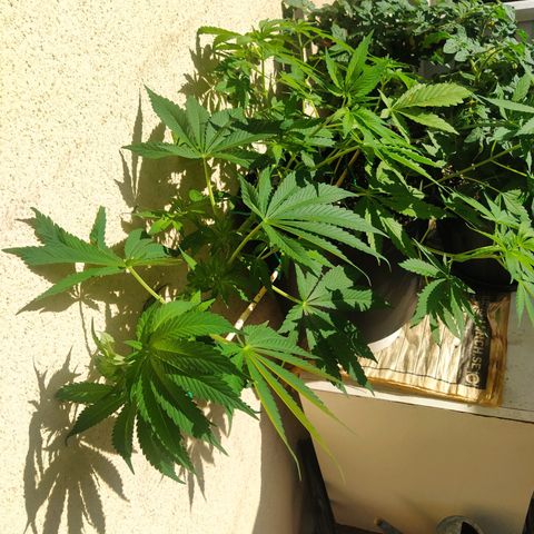 Auto Nordic Blueberry  growlog photo: This mf, still streching. No preflowers. 