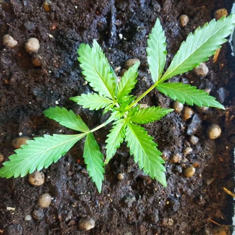 CriticalxG Cut growlog timeline photo