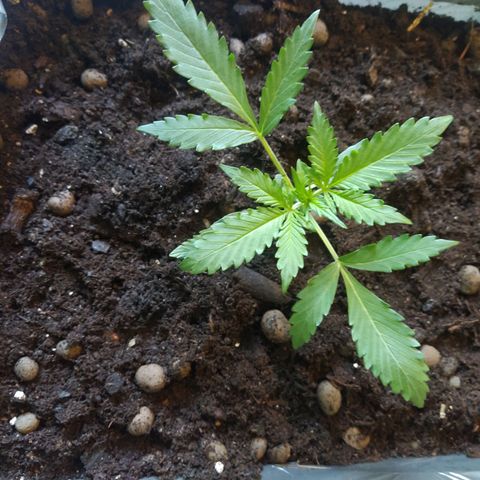 CriticalxG Cut growlog timeline photo