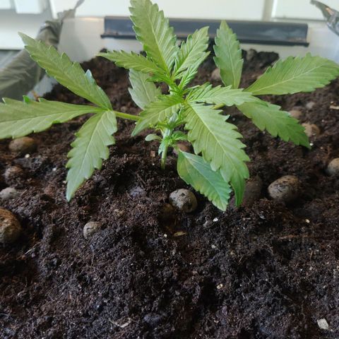 CriticalxG Cut growlog timeline photo