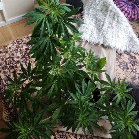 Auto Nordic Blueberry  growlog timeline photo