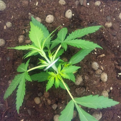 CriticalxG Cut growlog timeline photo