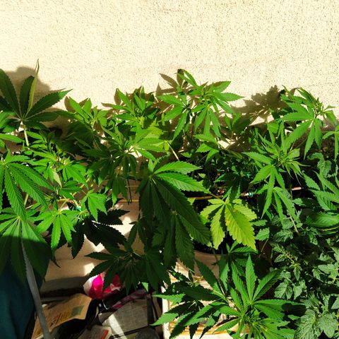 Auto Nordic Blueberry  growlog timeline photo