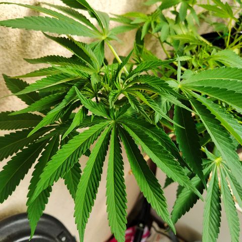 Auto Nordic Blueberry  growlog timeline photo