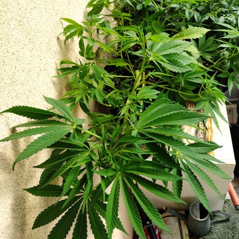 Auto Nordic Blueberry  growlog timeline photo