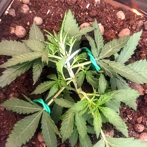 CriticalxG Cut growlog photo: More LST 