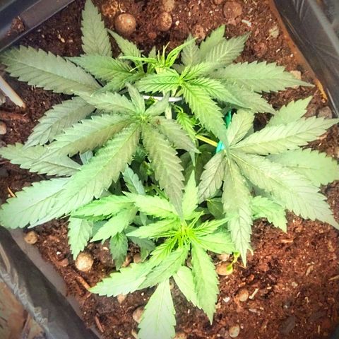 CriticalxG Cut growlog timeline photo