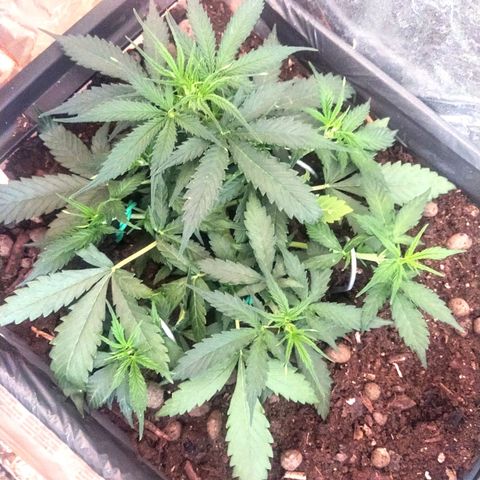 CriticalxG Cut growlog photo: More LST 