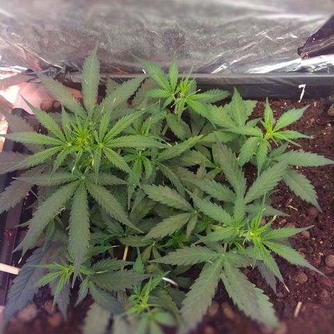 CriticalxG Cut growlog timeline photo