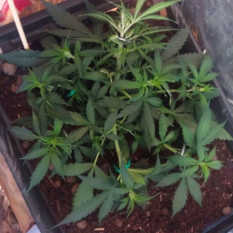 CriticalxG Cut growlog photo: LST, fan leaves removed.