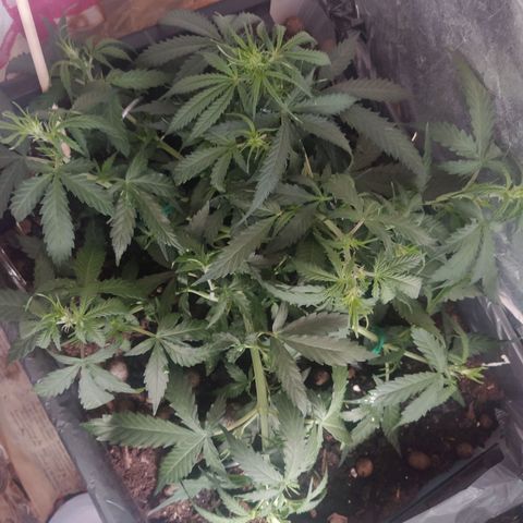CriticalxG Cut growlog photo: Explosion! 
