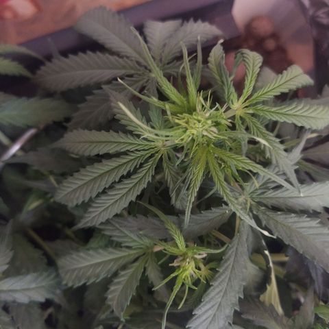 CriticalxG Cut growlog photo: Explosion! 