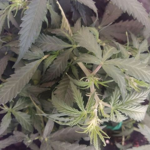 CriticalxG Cut growlog photo: Explosion! 