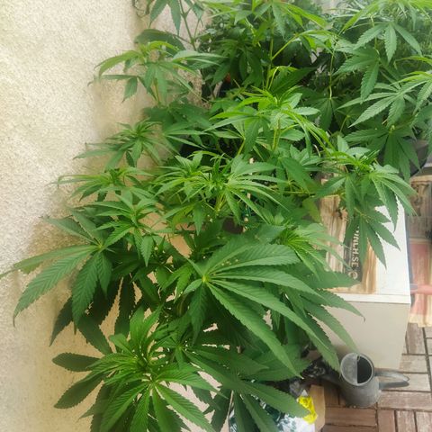 Auto Nordic Blueberry  growlog timeline photo