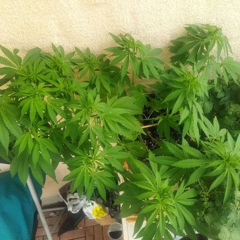 Auto Nordic Blueberry  growlog timeline photo