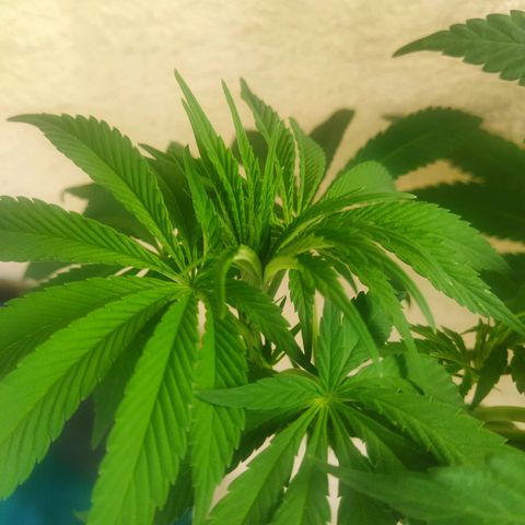 Auto Nordic Blueberry  growlog timeline photo