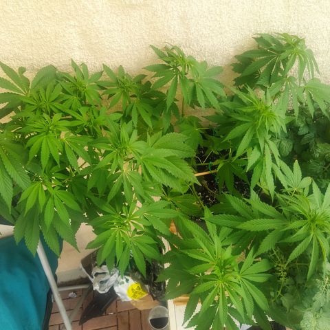 Auto Nordic Blueberry  growlog timeline photo