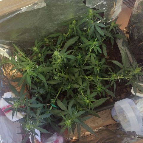 CriticalxG Cut growlog photo: More LST 