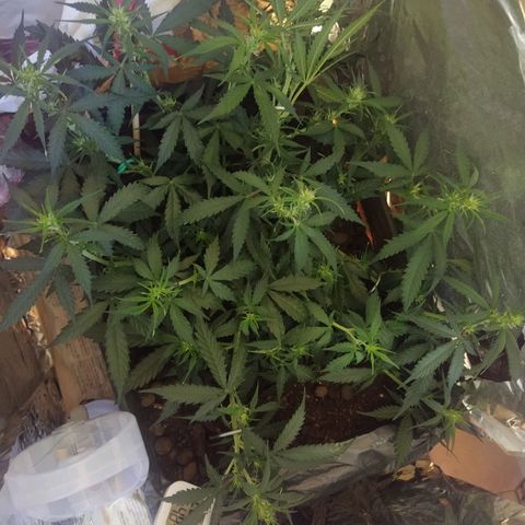 CriticalxG Cut growlog photo: More LST 