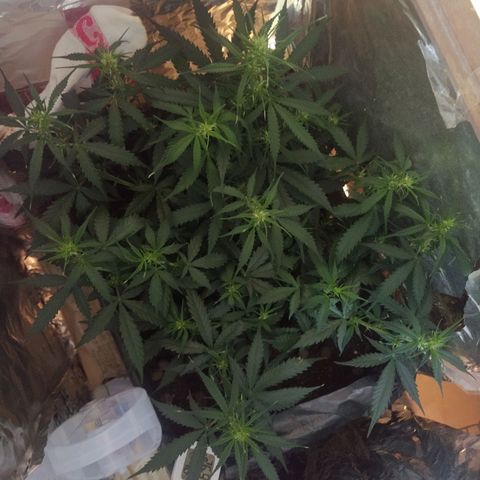 CriticalxG Cut growlog photo: More LST 