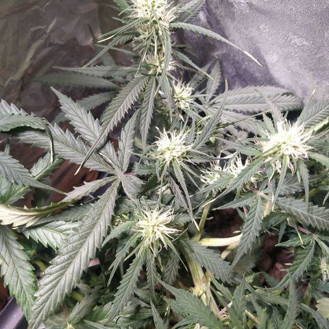 CriticalxG Cut growlog timeline photo