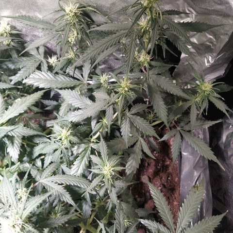 CriticalxG Cut growlog timeline photo