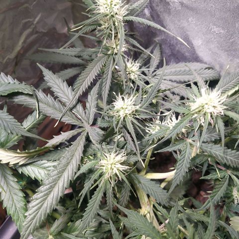 CriticalxG Cut growlog timeline photo