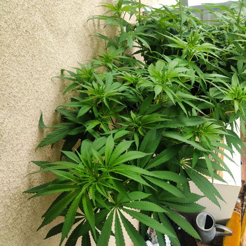 Auto Nordic Blueberry  growlog timeline photo