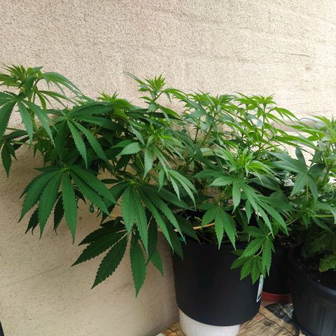 Auto Nordic Blueberry  growlog timeline photo