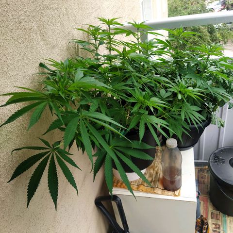 Auto Nordic Blueberry  growlog photo: Lot of stretch! 