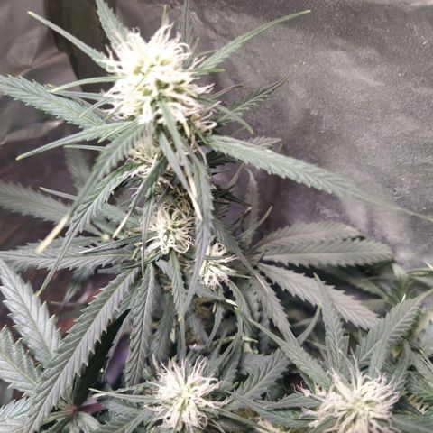 CriticalxG Cut growlog timeline photo