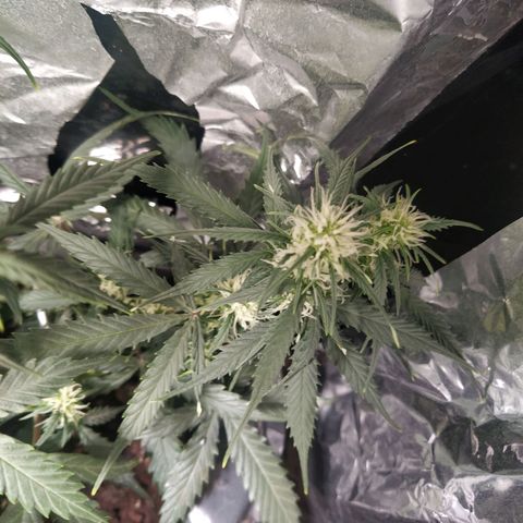 CriticalxG Cut growlog timeline photo