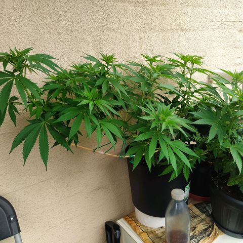 Auto Nordic Blueberry  growlog photo: Lot of stretch! 