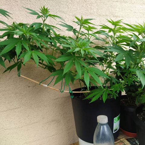 Auto Nordic Blueberry  growlog photo: Lot of stretch! 