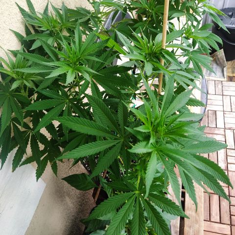 Auto Nordic Blueberry  growlog photo: Big lady! 