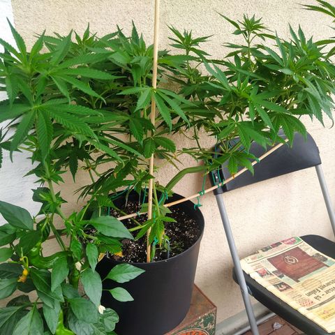 Auto Nordic Blueberry  growlog photo: Big lady! 