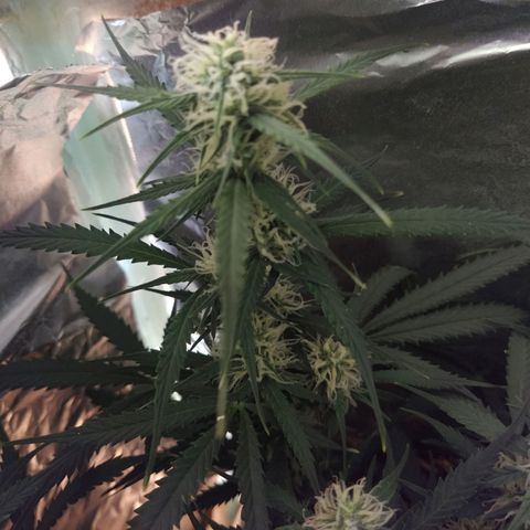 CriticalxG Cut growlog timeline photo
